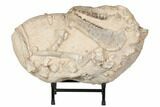 Fossil Oreodont Skull With Associated Bones #192542-1